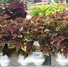 Coleus