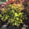 Coleus