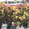Coleus