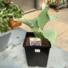  Hosta tears in heaven