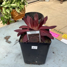  Hens and Chicks SuperSemp