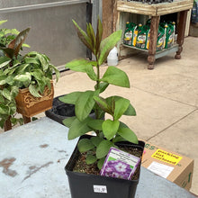  Garden Phlox Sweet Summer