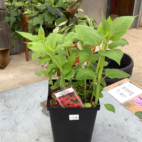 Bee Balm