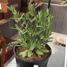  Woodland Sage 2 Gal