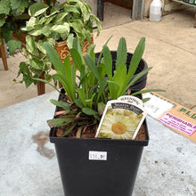  Shasta Daisy Western Star