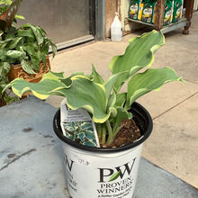  Hosta hope springs eternal