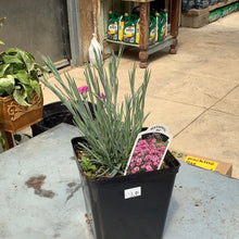  Pinks Pretty Poppers