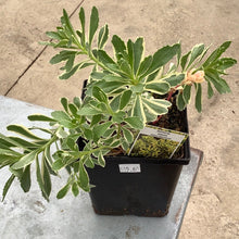  Stonecrop Atlantis Sedum