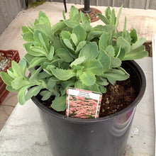  Sedum Autumn Joy 2 Gal