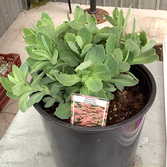 Sedum Autumn Joy 2 Gal