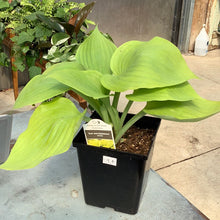  Hosta sum and substance