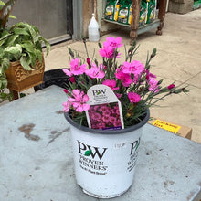  Dianthus Paint the Town