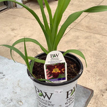  Persian ruby hemerocallis