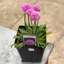  Sea thrift dreameria armeria
