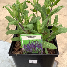  Salvia woodland sage caradonna