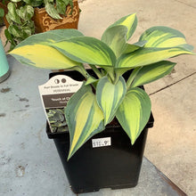  Hosta touch of class