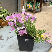  Moss Phlox Phlox Trot