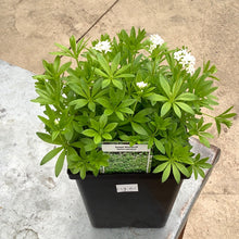  Galium sweet woodruff
