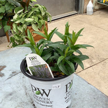  Speedwell Magic Show