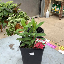  Garden Phlox Garden Girls