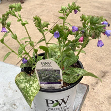  Pink a blue pulmonaria