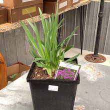  Ornamental Onion allium