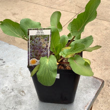  Sea holly glitter blue eryngium