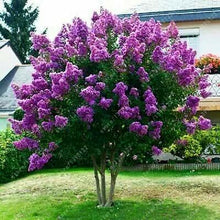  Purple Lilac