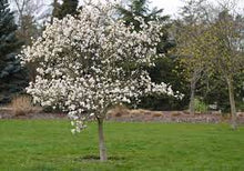  Kobus Magnolia OR White Flower Magnolia