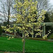  Yellow Bird Magnolia (Yellow Flowers)