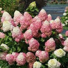  Quick Fire Hydrangea (Hydrangea paniculata "Quick Fire")