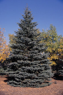  Colorado/Blue Spruce