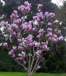  Saucer Magnolia (Magnolia soulangeana)