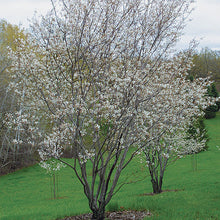  Amelanchier (otherwise known as Autumn Brilliance)