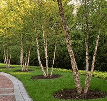  River Birch (Singles)