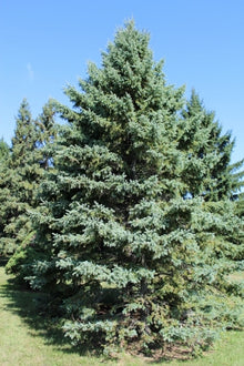  White Spruce