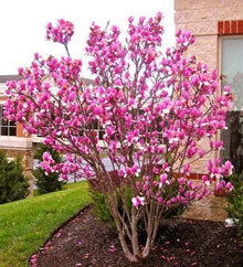  Susan Magnolia (Red Purple Flowers)