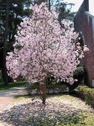  Pink Star Magnolia OR Pink Flower Magnolia