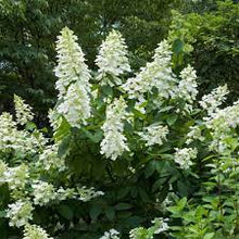  Tardiva (Hydrangea Paniculata 'Tardiva')
