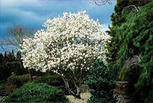  Royal Star Magnolia (White Flowers)