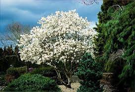 Royal Star Magnolia (White Flowers)