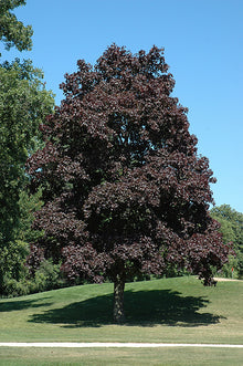  Crimson King Maple OR Crimson King Maple (Crimson King grows faster)