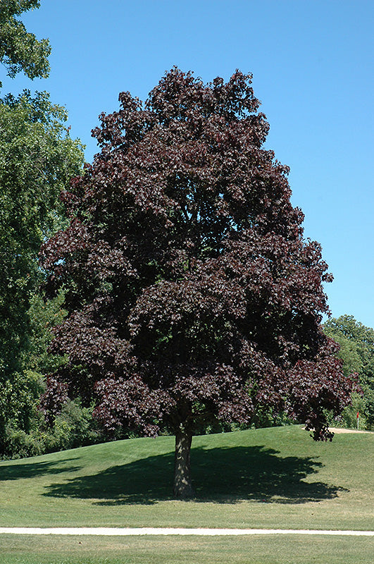Crimson King Maple OR Crimson King Maple (Crimson King grows faster)