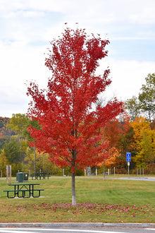  Autumn Fantasy Maple