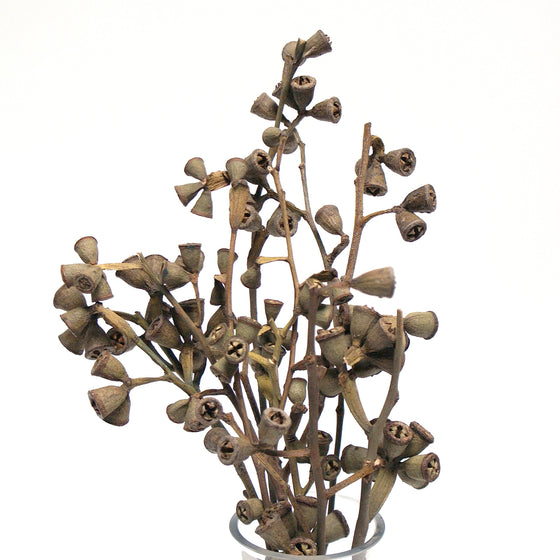 Conical Gum
