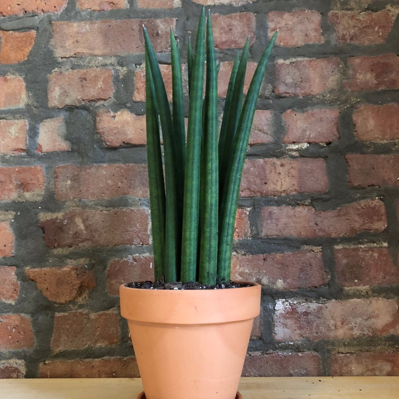 Dragon Fingers (Sansevieria) 6