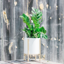  ZZ (Zamioculcas Zamiifolia)