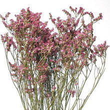 Limonium Statice