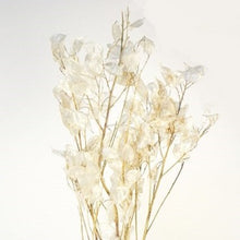  Lunaria Silver Dollar