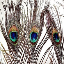  Peacock Feathers